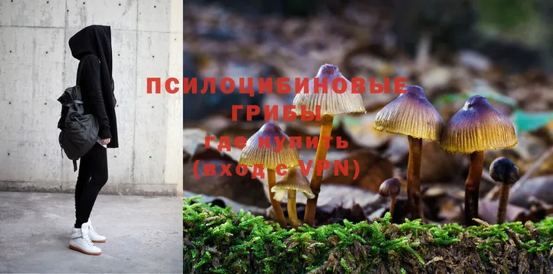 Псилоцибиновые грибы MAGIC MUSHROOMS  купить закладку  omg tor  Йошкар-Ола 